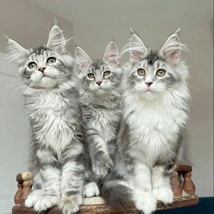 Kucing Maine Coon