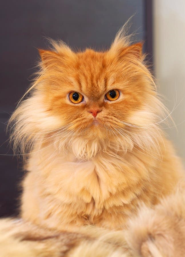 Kucing Persia