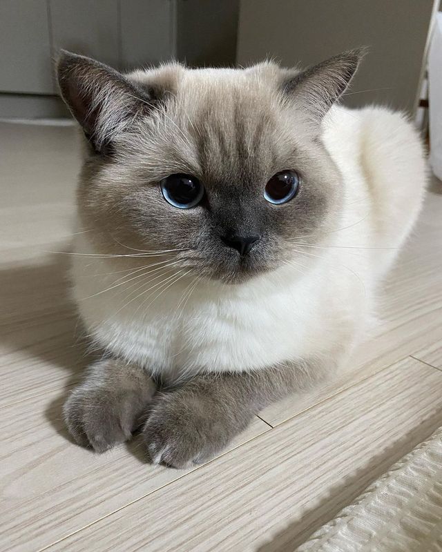 Kucing Siamese